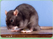 rat control Newark